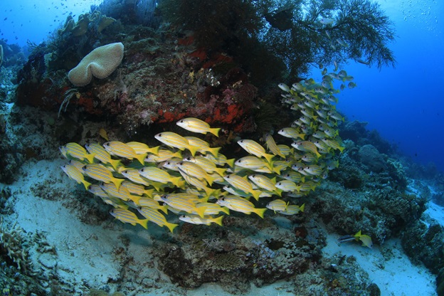  12 Top Spots for Diving in Raja Ampat Indonesia
