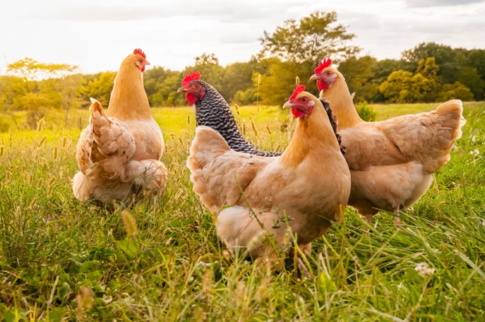  Debunking the Most Common Backyard Chicken Myths That Exist Today