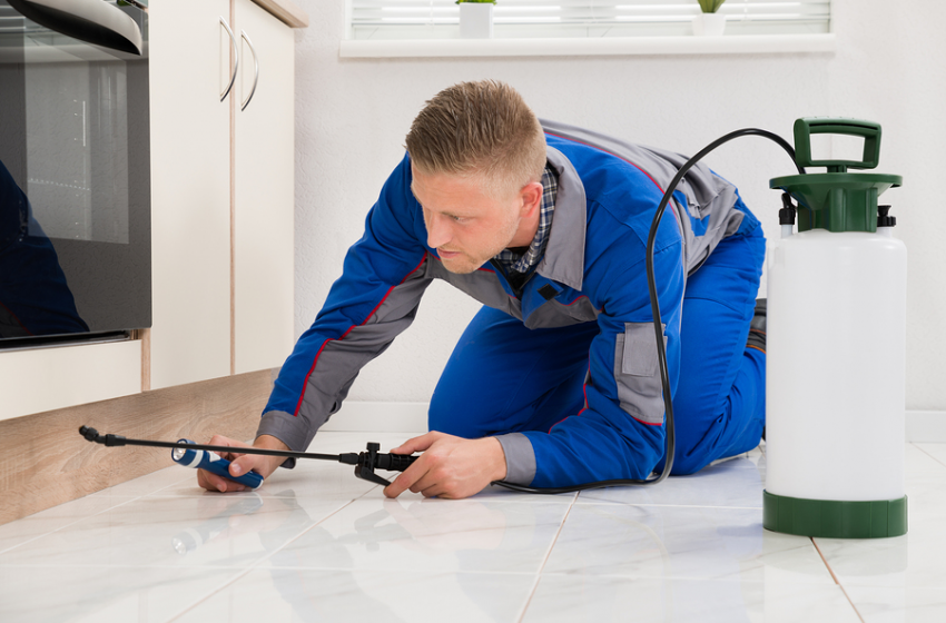  All You Need to Know About Pest Control for Your Business