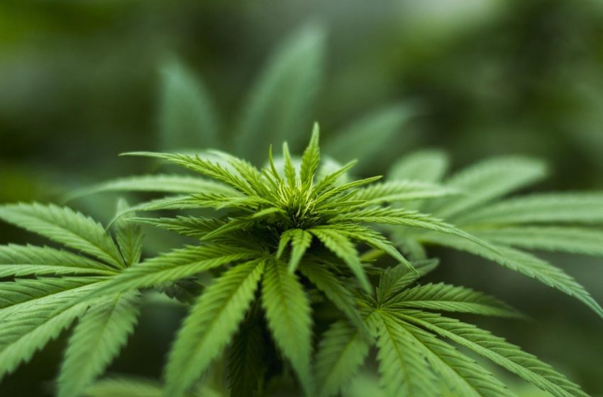  Is Marijuana Legal in Arizona?