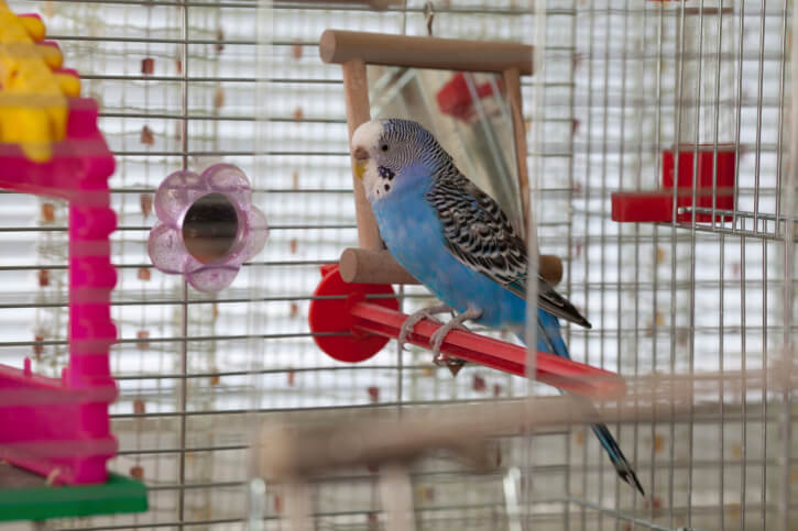  What are some of the must-haves for bird supplies?