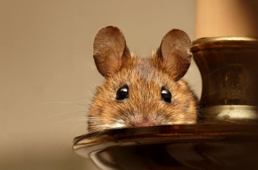  Top Pest Control Tips to Help You Get Rid of Mice from Your Walls