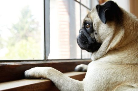 Calming Techniques to Ease Dog Separation Anxiety