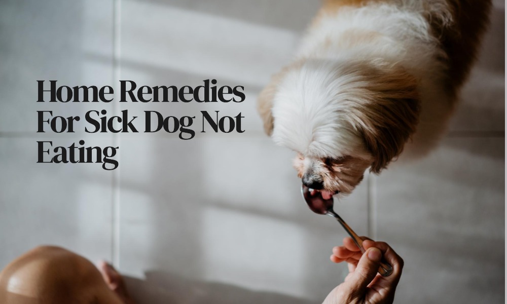 home remedies for sick dog not eating