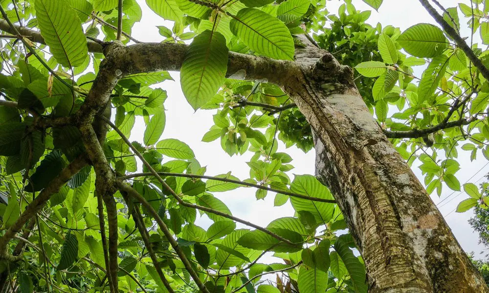 Green Thai Kratom