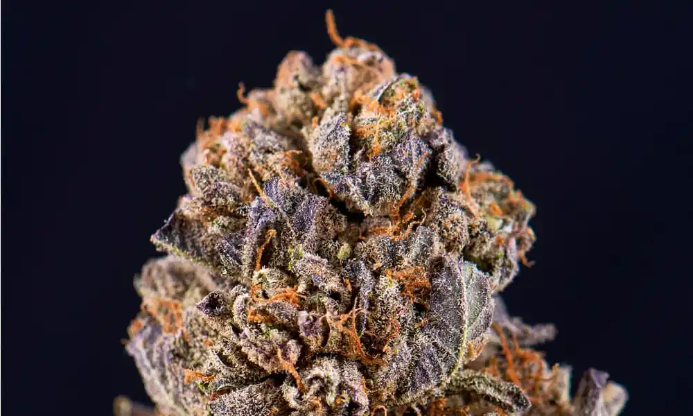 Celebrity Strain Picks