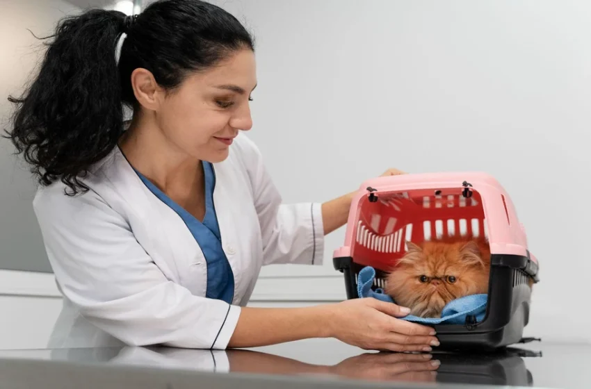 What Happens During Female Cat Sterilisation? Understanding the Process